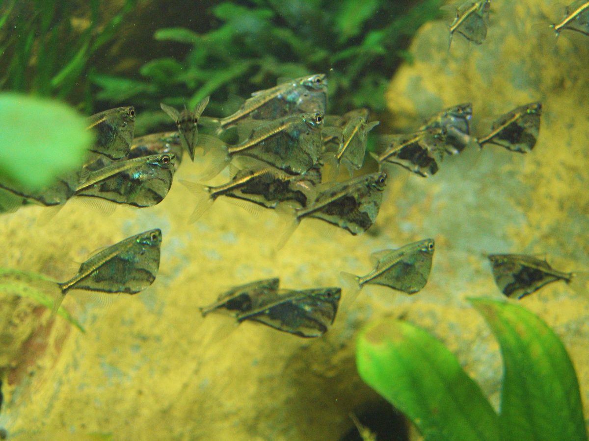 Carnegiella strigata 5 m³