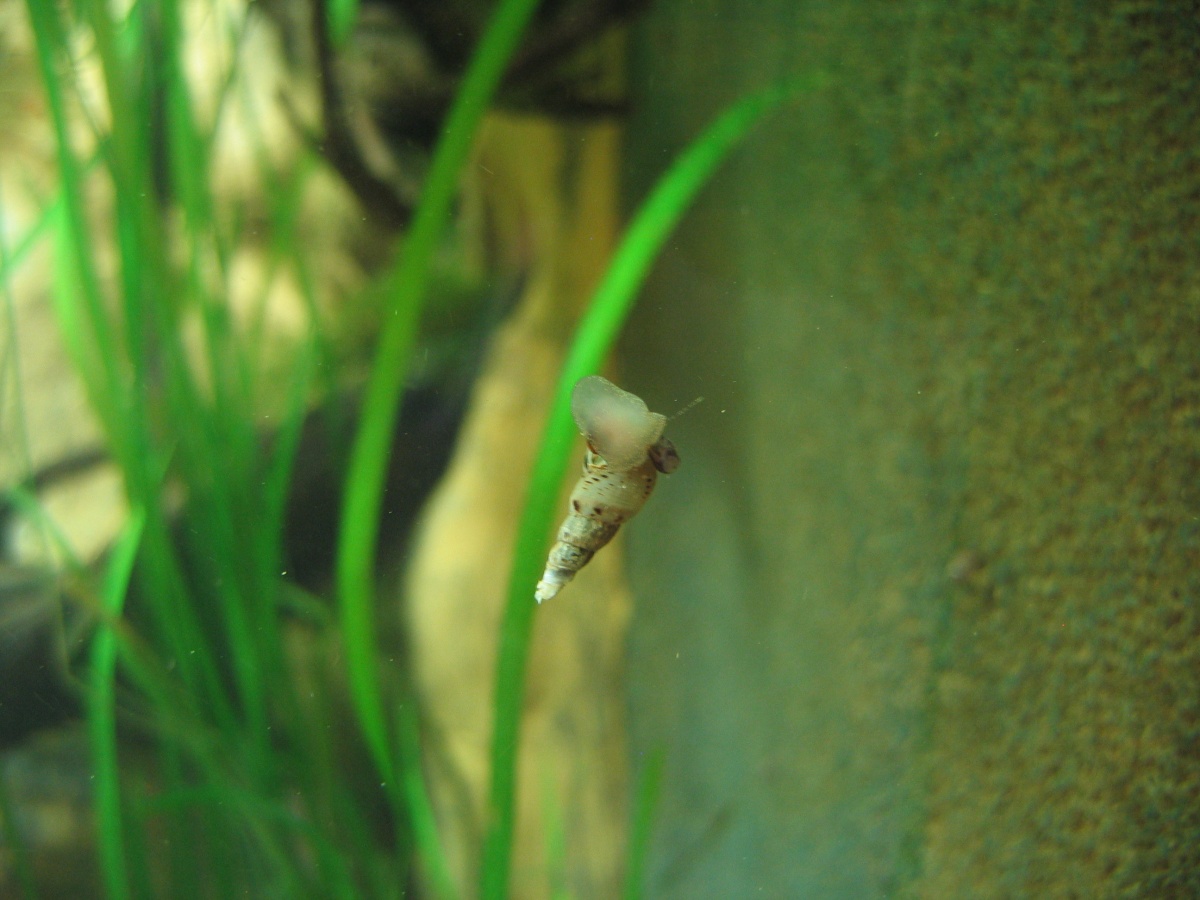 Melanoides tuberculata 5 m³