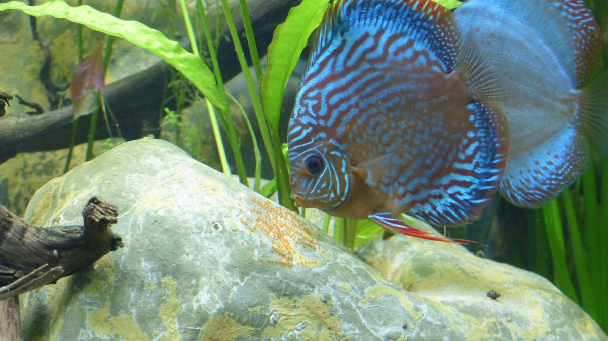 Symphysodon aequifasciatus 5 m³